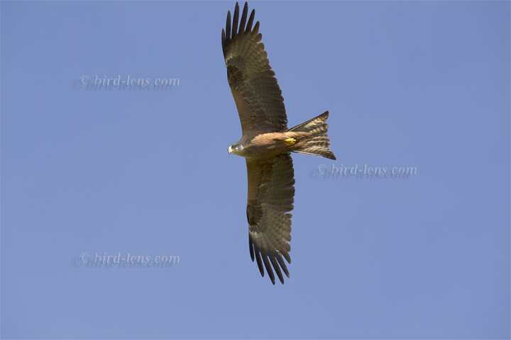 Black Kite